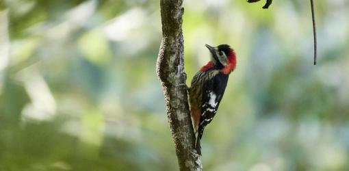 Crimson Breasted Woodpeckers
