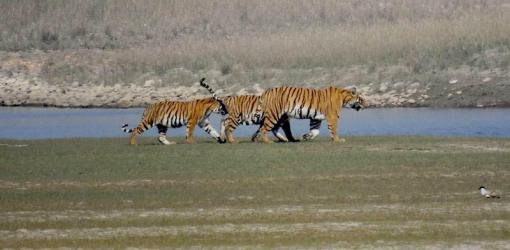 Tiger at Bardia