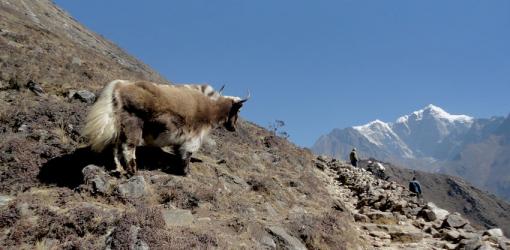 Trekking Trail to EBC