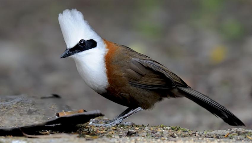 Laughing Thrush Bird Laughing Thrush Bird