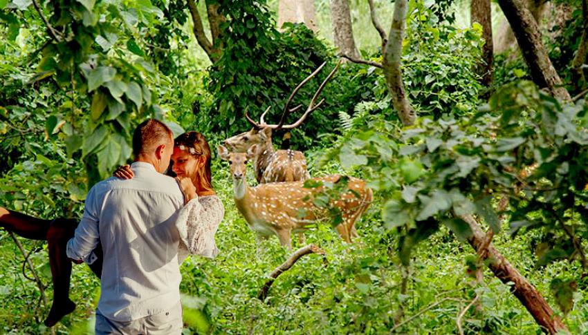 Deer at Chitwan Deer at Chitwan