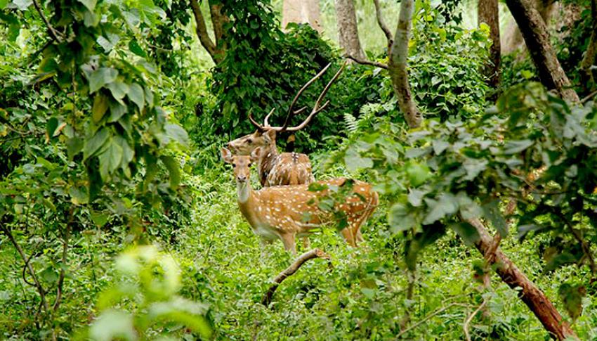 Spotted Dear at Chitwan Spotted Dear at Chitwan