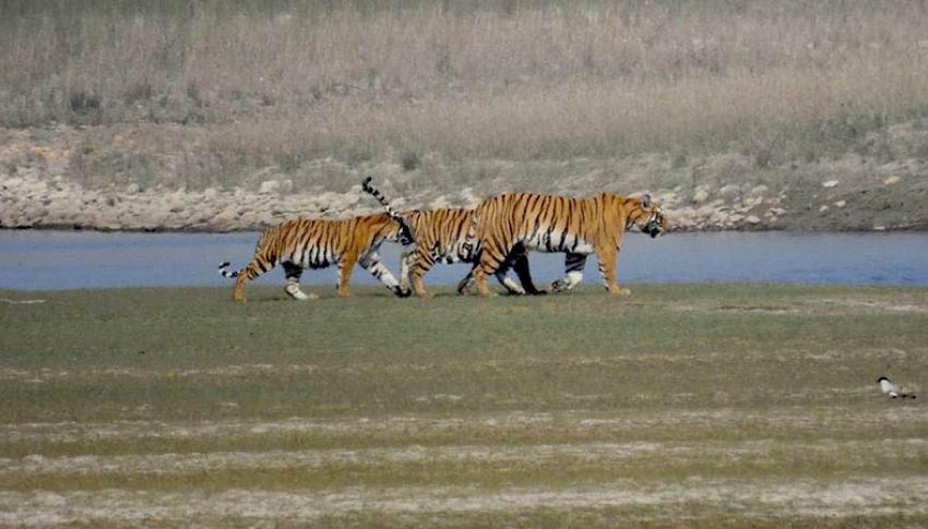 Tiger at Bardia Tiger at Bardia